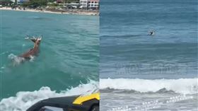 墾丁驚見一頭梅花鹿在海中游泳且直奔深水區。（圖／翻攝黑色豪門企業畫面）