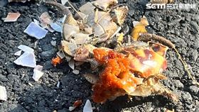 小琉球強碰陸蟹繁殖季，登島遊客變多，被機車碾成「爆卵蟹餅」的狀況也隨之攀升。（圖／陸蟹志工提供）