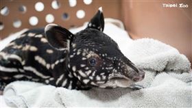 台北市立動物園馬來貘「貘莉」順利產子，貘寶寶（圖）的性別為雄性。圖/取自台北市立動物園網站
