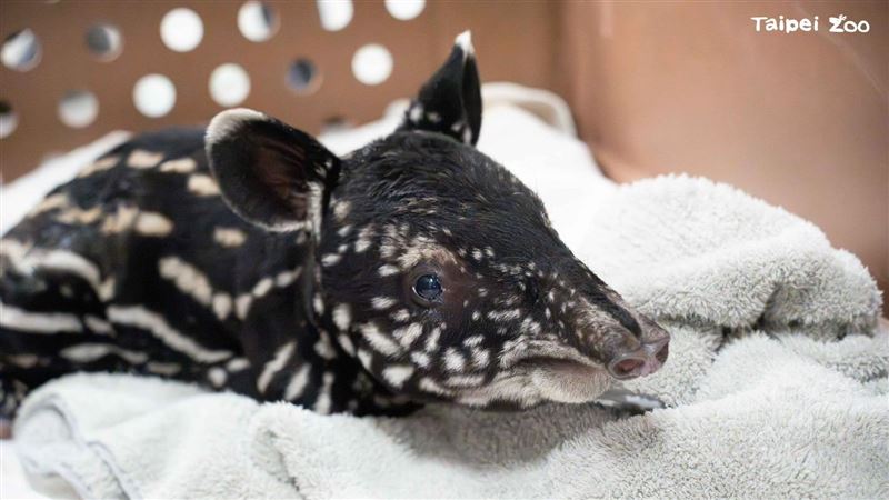 北市動物園「貘莉」產子　網友歪樓搶命名
