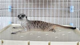 苗栗縣動物保護防疫所近日收容1隻走失狐獴，若無飼主出面領回，22日下午期滿將依動保法開放認養。圖/中央社