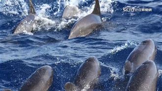 上次露面已兩年前！瓜頭鯨群現身花蓮外海