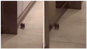 板橋新開幕吃到飽餐廳爆有老鼠，沒有任何店員、主管出來說明處理。（圖／翻攝自PTT）