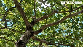 掌葉蘋婆（記者陳弋攝影）