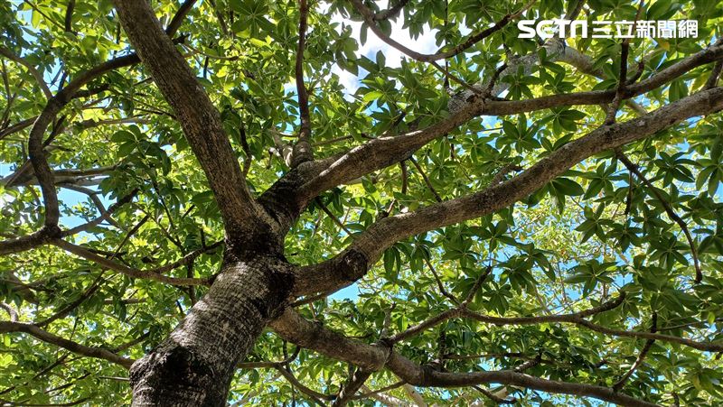 28顆行道樹全砍光　在地人嗨：免聞臭味了