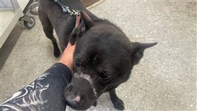 黑狗被虐「膠帶封嘴」傷口爛到見骨！見救援者　仍咬尾示好願相信人。（圖／翻攝自新北動保處官網）