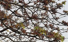 台中市土庫停車場人行道近日施作改善工程，28棵行道樹被砍光。(示意圖／翻攝台北旅遊網)
