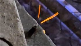  中國廣東蟑螂氾濫，有民眾拍到蟑螂疑似進化，觸鬚會發橘光。 (圖／翻攝微博)