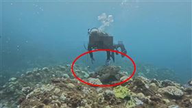 潛水客,墾丁,海龜,罰錢,判刑,30萬