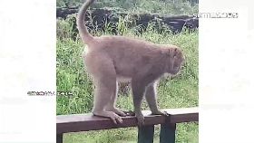 L車埕猴凶狠1800