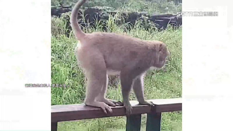獨/賞車埕步道美景 爆猴群出沒攻擊遊客