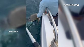 欖蠵龜慘遭漁網纏住　熱心漁民出手救回