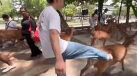 奈良,日本,鹿,中國遊客,施暴,毆打