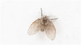 蛾蚋
（圖／翻攝自百度）