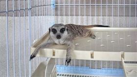 苗栗走失狐獴太熱門！近百人抽籤搶當主人