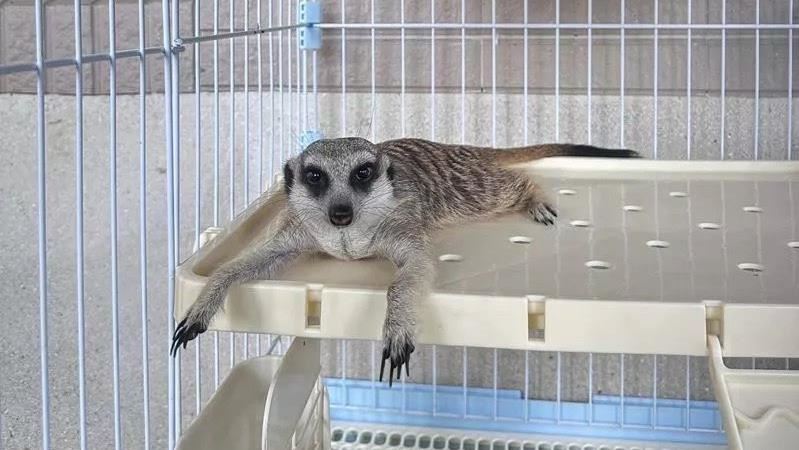 苗栗走失狐獴太熱門！近百人抽籤搶當主人