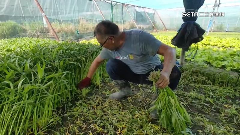 菜農防災損搶收農作物。（資料照）