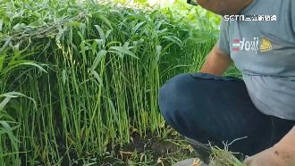 凱米農損逾24億　這縣市「獨擔6億」最慘