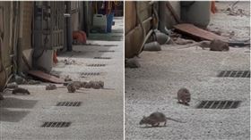 要去躲颱風？錦州街驚見「肥鼠祖宗十八代」聚集　民眾超震驚
（圖／翻攝自爆料公社）