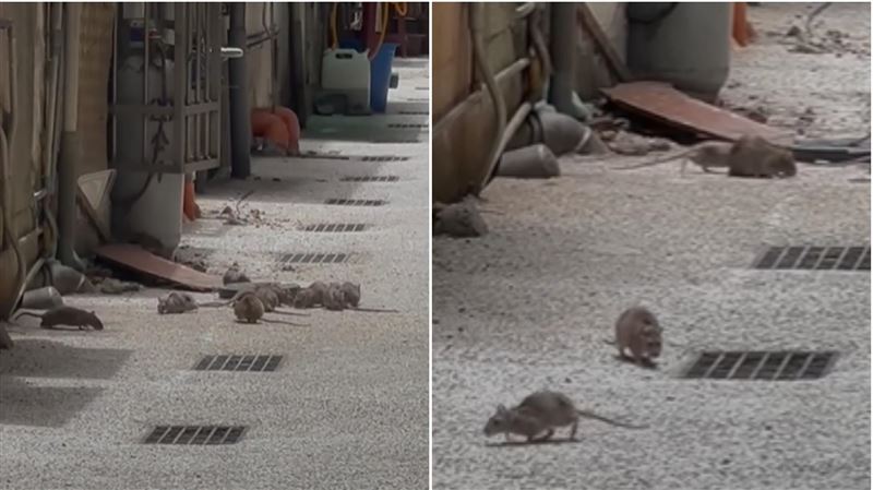 錦州街肥鼠「家族旅遊」　趁空城偷放風