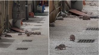 錦州街肥鼠「家族旅遊」　趁空城偷放風