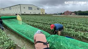 搏颱風財！彰化農民自創「定颱神針」　1年多賺200萬(圖/翻攝畫面)