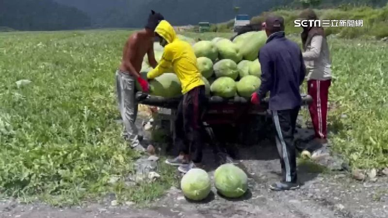 獨／西瓜農趕採收　批發價漲4倍30斤破千