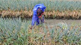 凱米颱風襲台，颱風中心在宜蘭東南方海面，暴風圈逐漸接觸台灣東半部陸地，宜蘭三星鄉蔥農為了避免災損，今天清晨就前往田裡搶收。三星農會指出，青蔥近期因天熱收成少，市場批發價日前已突破每公斤200元，受到颱風影響，未來價格勢必再上漲。