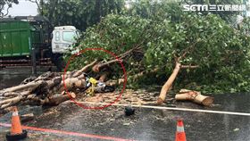 高雄路樹重砸一名老婦人，當場命危。（圖／翻攝畫面）