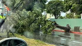 天母日僑學校老樹遭連根拔起。（圖／翻攝自靠北天母幫）