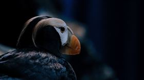 海生館夏日驚喜不斷！魚你同行後場探秘　近距離觀察鯊魚如何進食