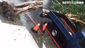 老婦人遭路樹重砸奪命瞬間曝光，連反應時間都沒有。（圖／翻攝畫面）
