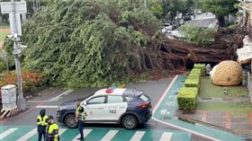 台中大風吹！「審計新村」路樹倒塌壓2車