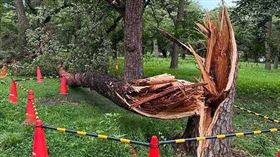 龍捲風導致路樹斷裂、倒塌。（圖／翻攝自X＠kashiya90）