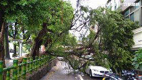 強颱凱米來襲，北市中山區也傳出路樹倒塌，還壓毀1部白色BMW交車（圖／翻攝畫面）