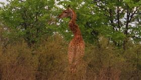 南非,長頸鹿,脖子,扭曲,階梯狀,稀有（圖／翻攝Lynn Scott臉書）