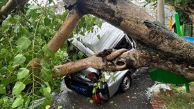 凱米颱風,路樹倒塌,台南