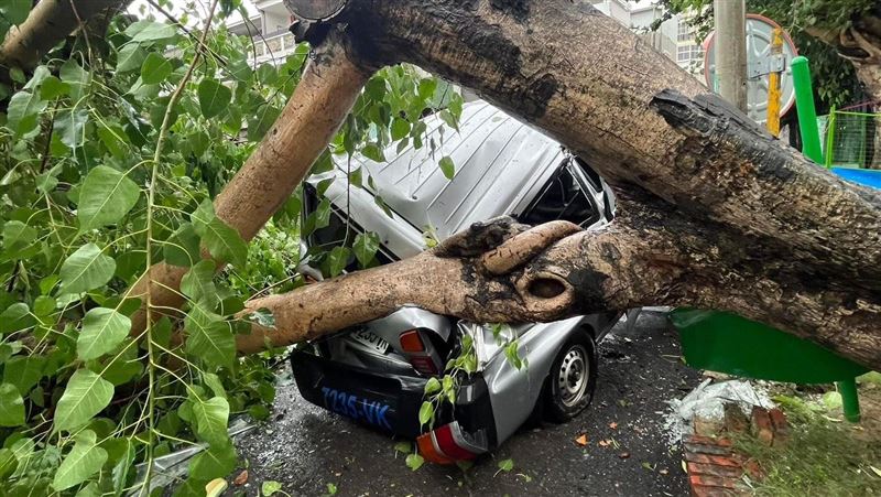 凱米肆虐！台南大樹倒塌　小貨車半毀
