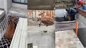 凱米颱風,梅花鹿,受困