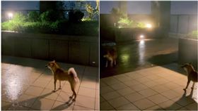 颱風天,柴犬,勸世,不要養,飼主,崩潰,風雨無阻（圖／翻攝ig@shiba_oneway_rich）