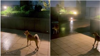 颱風天不要養柴犬！飼主集體崩潰發文勸世