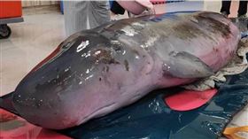 ▲宜蘭頭城竹安河口濕地驚傳有鯨豚擱淺死亡，疑似為保育類「侏儒抹香鯨」，海巡署已協同相關單位到場處理。（示意圖／翻攝畫面）