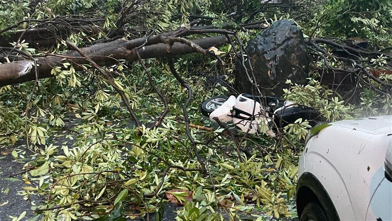 強颱吹倒路樹瞬間砸車　花蓮縣議員險爆頭