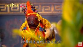 ▲獵狗公金尊。（圖／寶島神很大）