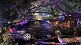 凱米,路樹,砸車,,倒塌板橋,花市,新北,