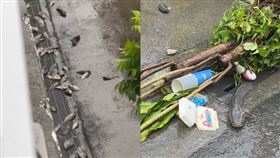 強颱凱米,高雄,淹水,阿樂,魚