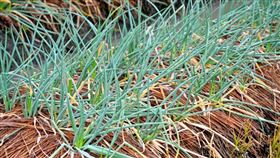 三星蔥慘遭重創，價格恐會持續上漲。（圖／宜蘭縣府提供）