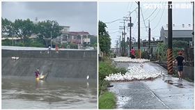 屏東,鴨農,鴨子,鴨寮