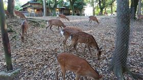 觀光客,日本,奈良鹿,餵食,塑膠袋,死亡,動物
推特
