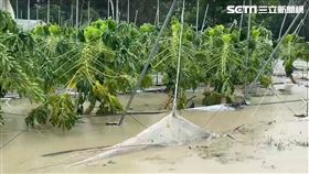 嘉義縣,水上鄉,木瓜園,屍體,嘉義縣議員黃榮俊,內溪村